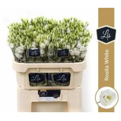 Lisiantus Hol. Rosi White 70cm 55gr "T10"