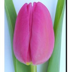 Tulipan Hol. Pink Marlene 40cm Fr.