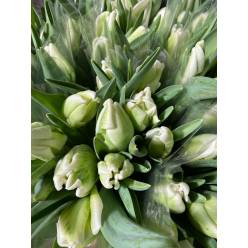 Tulipan Nac. Parrot Blanco