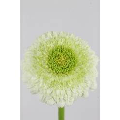 Gerbera Mini Hol. Bv Pon Kermit Bl. "T20"