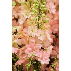 Delphinium Nac. Princes Carolina "Salmon" 100cm