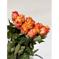 Rosa Hol. Monalisa+ 60cm x10