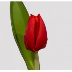 Tulipan Hol. Strong Love Rojo 40cm