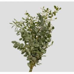 Eucalipto Italia Gunnii 70cm 300gr