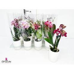 P. Phalaenopsis Mini Mix 6/20cm  2T x12 +Maceta
