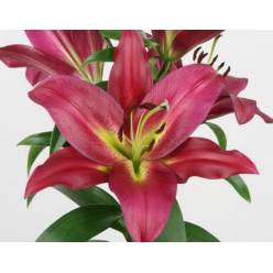 Oriental Hol. Rj. Touchstone 90cm 3/4 fl.