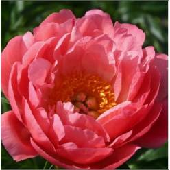 Peonia Nac. Pink Hawaii 45cm