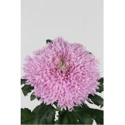 Uniflor Hol. Etrusko Rosa 90gr