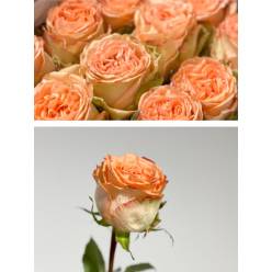 Rosa Ecu. Country Home 50cm