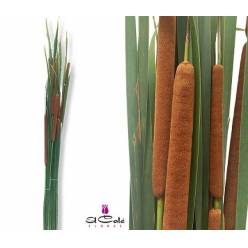 Typha Latifolia Nacional 90cm "Junco"