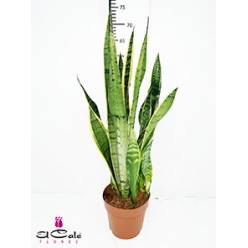 P. Sanseviera Laurentii Hol 17/70cm x6