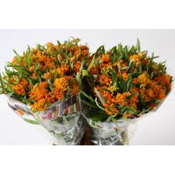 Asclepias Tuberosa 40cm
