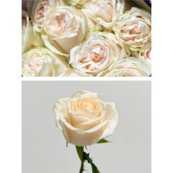 Rosa Ecu. Garden Spirit 60cm