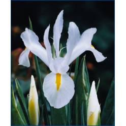 Iris Nacional Blanco 70cm