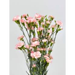 Clavel Mini Bicolor Rosa
