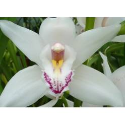 Cymb Mini Insigne. 60cm Blanca