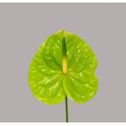 Anthurium Hol. Midori Imp 11  "CC16"