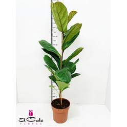 P. Ficus Hol Lyrata 21/120cm
