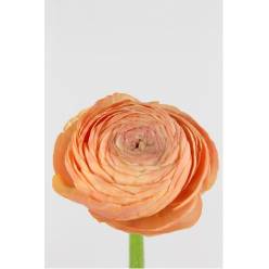 Ranunculos Hol. Aazur Salmon 45cm 25gr