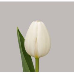 Tulipan Hol. Update 40cm Bl.