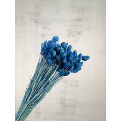 Phalaris Seco Azul 60cm 100g