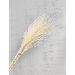 Eulalia Seco Blanco 70cm 100g