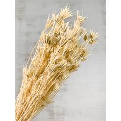 Nigella Seco Crema 50cm 100g