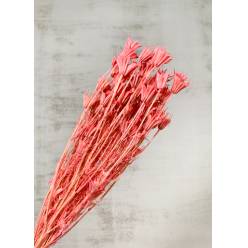 Nigella Seco Rosa 50cm 100g
