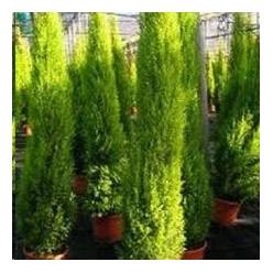P. Cupressus Ma Gold Wilma 17/70cm x6