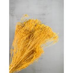 Broom Bloom Seco Amarillo 50cm 100g