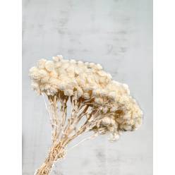 Helichrysum Italicum Seco Blanco 40cm 50g