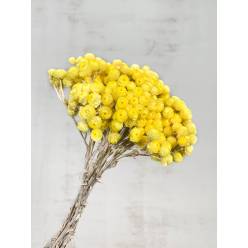 Helichrysum Italicum Seco Amarillo 40cm 50g