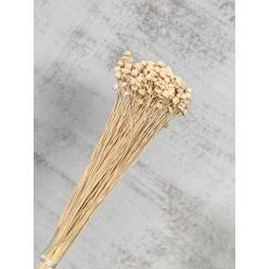 Botton Botao Seco Crema 50cm 100g
