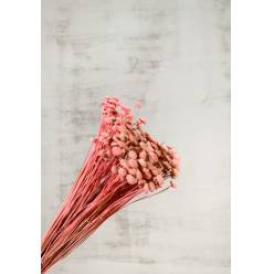 Botton Botao Seco Rosa 50cm 100g