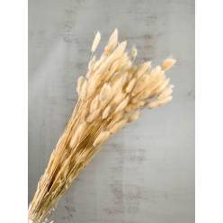 Lagurus Seco Crema 70cm 100g
