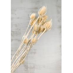 Cardo Seco Crema 60cm 100g