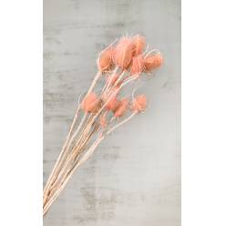 Cardo Seco Rosa Claro 60cm 100g