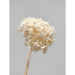 Hortensia Preservada Blanca/Crema 20x30Hcm