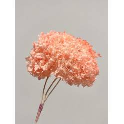 Hortensia Preservada Rosa/Salmon 20x30Hcm