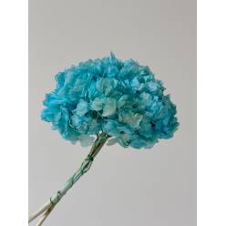 Hortensia Preservada Azul 20x30Hcm