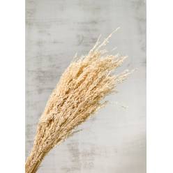 Briza Brazil Seco Crema 70cm 50g