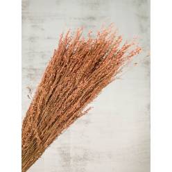 Briza Brazil Seco Rosa 70cm 50g
