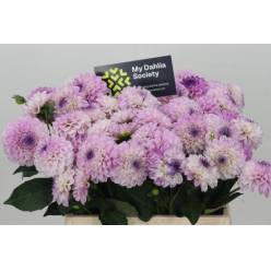 Dalia Hol. Ball Genova 40cm "CC60"