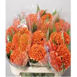 Celosia Cresta Hol. Act Zara 65cm Nj.