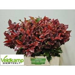 Photinia Hol. Mag Volcano 60cm