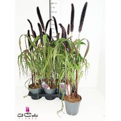 P. Penni Purple Baron 17/90cm x6