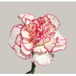 Clavel Nac. 70cm Bacarat Pink