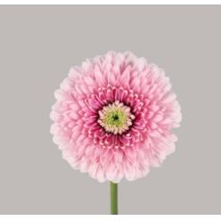 Gerbera Mini Hol. Bv Pom Tracy "T20"