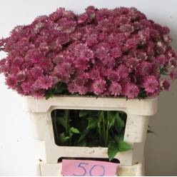 Astrantia Ov. Major 50cm