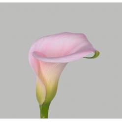Calla Sweet Art 50cm